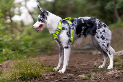 About the ThinkPet No Pull Dog Harness - Dog Gear Review