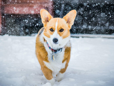 Three things you should know before giving your dog the dog winter coat?