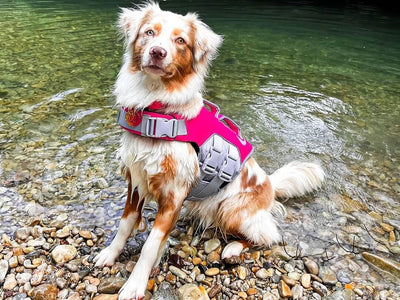 A Step-by-Step Guide to Choose the Appropriate Dog Life Jacket