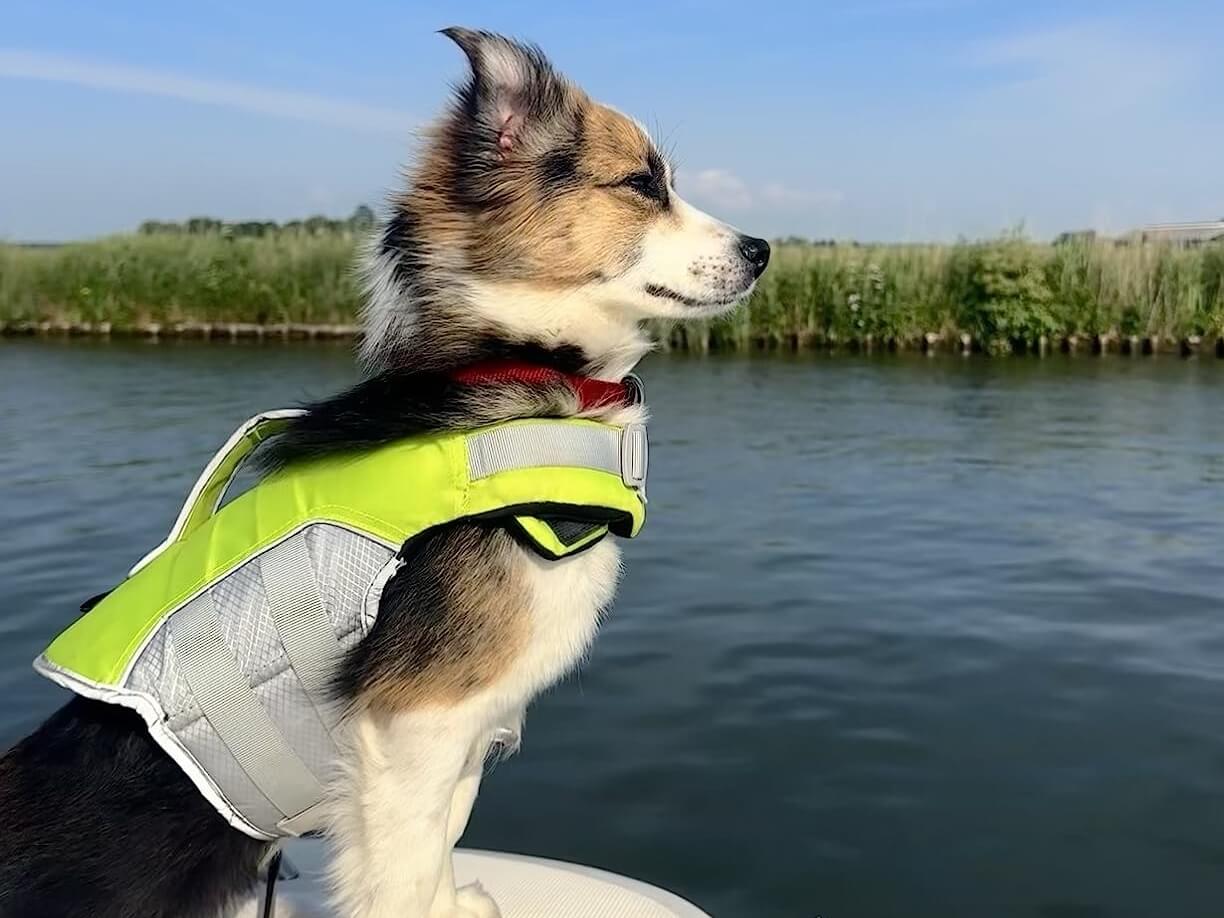 do dogs need life vests