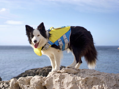 The advantages of the ThinkPet Dog Life Jacket - a Comprehensive Analysis
