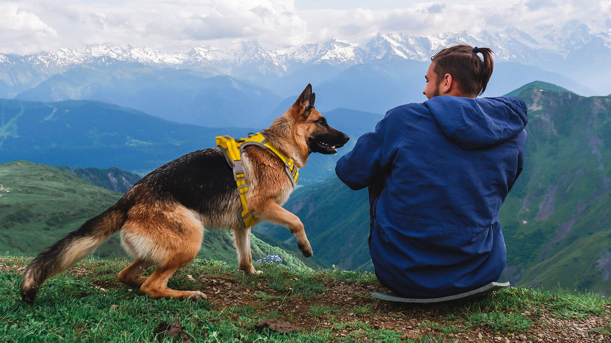 ThinkPet Reviews, Products, and Pet Care Solutions