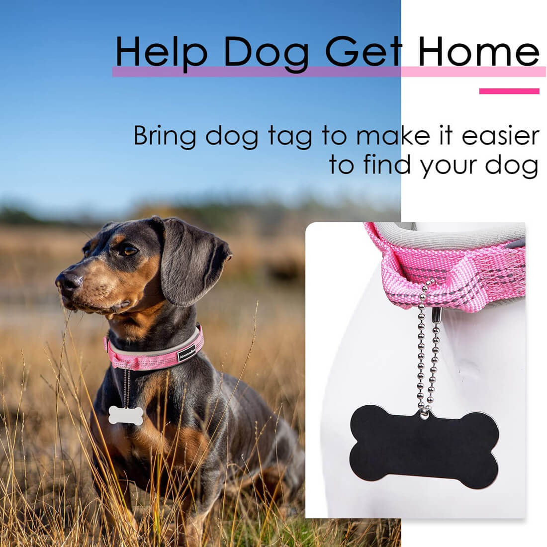 AdventureMore-Dog-Collar-ID-Strap-2022
