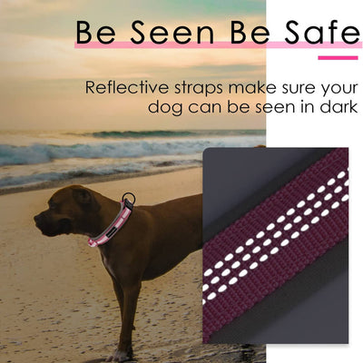 AdventureMore-Dog-Collar-Reflective-Feature-2022
