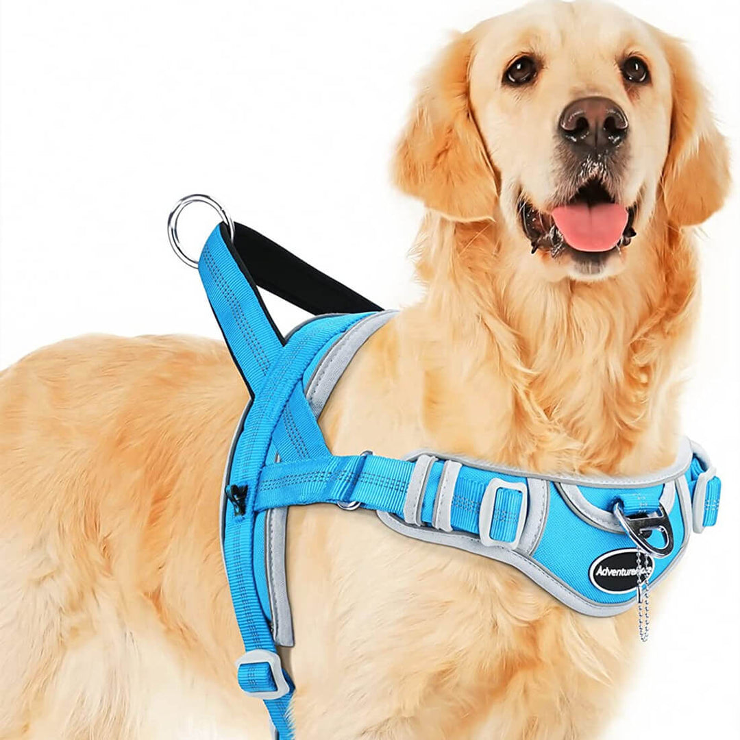 Julius Harness Julius K9 Golden Retriever Size Consolata Org K9