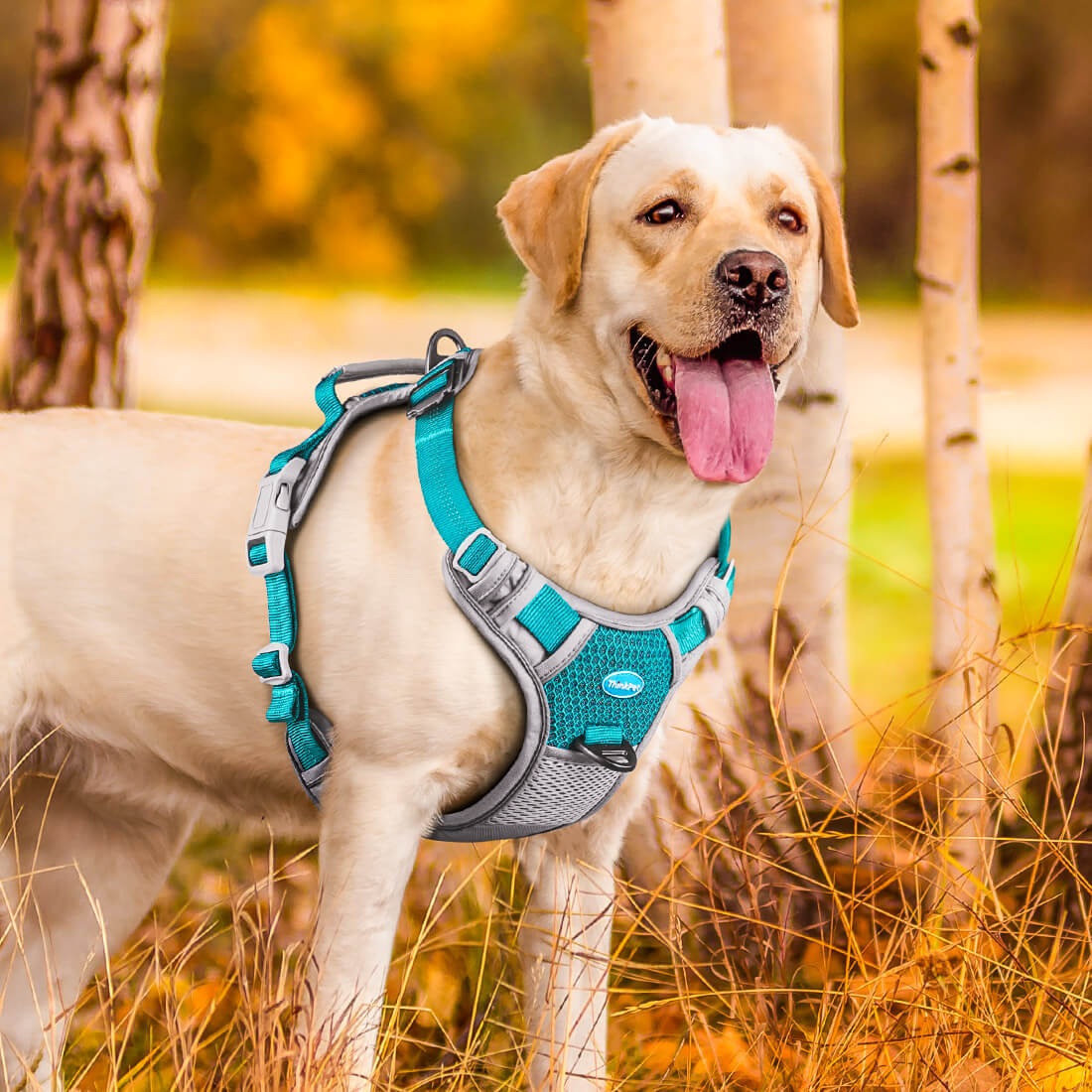 Well Designed Anti Overpull Dog Harness photo