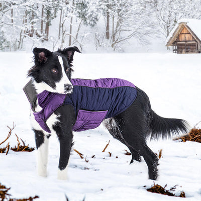 Dog-Winter-Coat-Purple-ThinkPet-2022