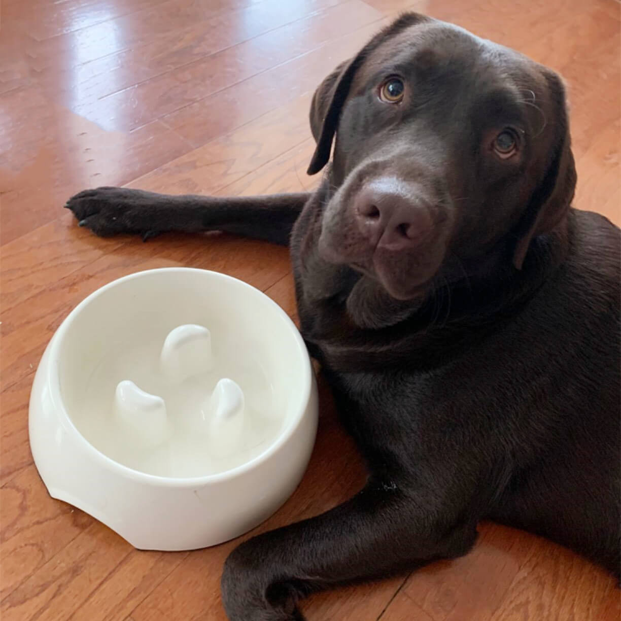 DPOEGTS Slow Feeder Dog Bowl, Puzzle Dog Food Bowl Anti-Gulping Interactive Dog  Bowl and Water