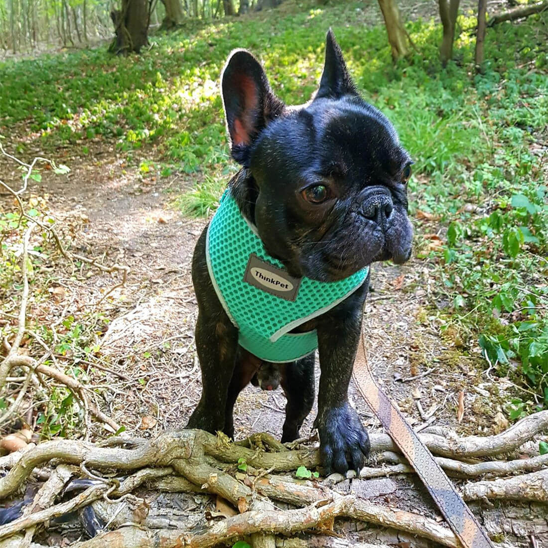 ThinkPet-Small-Dog-Harness-Customer-Feedback-2023